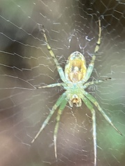 Mangora