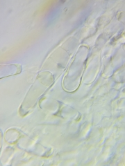 Boletus miniato-olivaceus