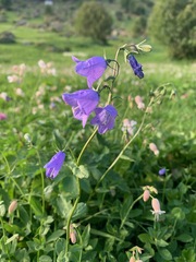 Campanula rhomboidalis