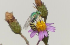 Agapostemon texanus