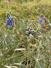 Lupinus cosentinii