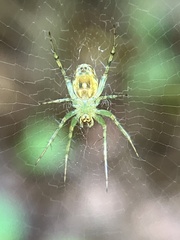 Mangora