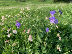 Campanula rhomboidalis