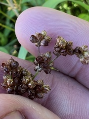 Juncus marginatus