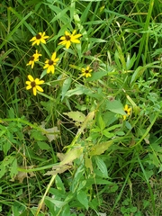 Rudbeckia triloba