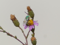 Agapostemon texanus