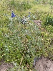 Lupinus cosentinii