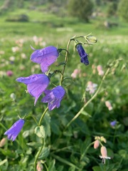 Campanula rhomboidalis