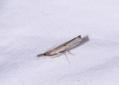 Fissicrambus mutabilis