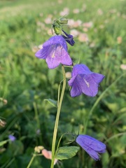 Campanula rhomboidalis