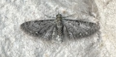 Eupithecia miserulata