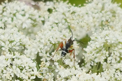 Pompilidae