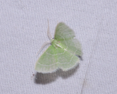Synchlora aerata