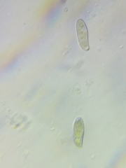 Boletus miniato-olivaceus