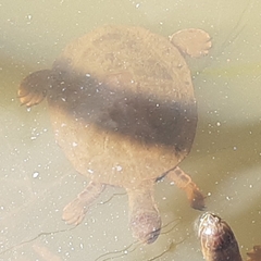 Phrynops geoffroanus