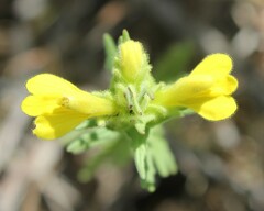Bellardia trixago flaviflora