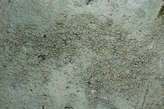 Pertusaria pertusa