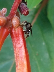 Nannotrigona perilampoides