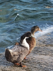 Anas platyrhynchos domesticus