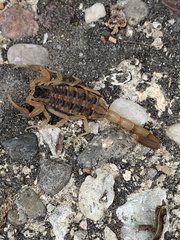 Centruroides vittatus