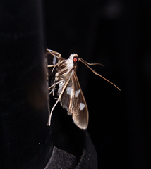 Desmia funeralis