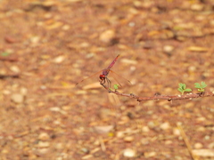 Trithemis annulata