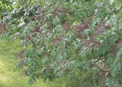 Sambucus canadensis