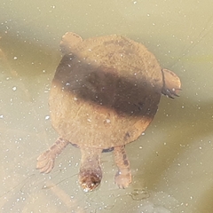 Phrynops geoffroanus