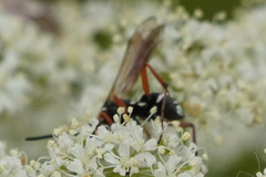 Pompilidae