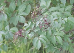 Sambucus canadensis