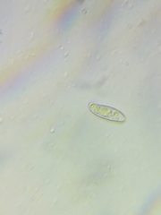 Boletus miniato-olivaceus