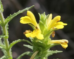 Bellardia trixago flaviflora