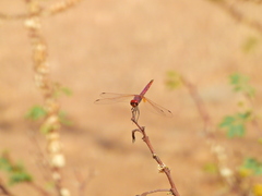 Trithemis annulata