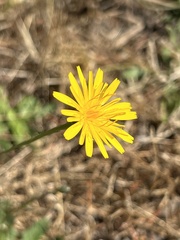 Hieracium lachenalii