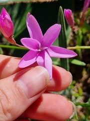 Hesperantha pauciflora