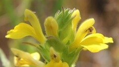Bellardia trixago flaviflora
