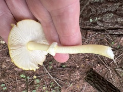 Amanita flavoconia