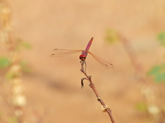 Trithemis annulata
