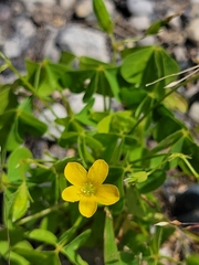Oxalis stricta