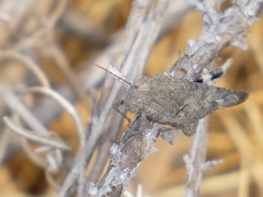 Lactista gibbosus