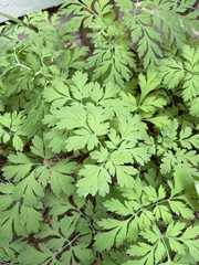 Dicentra formosa