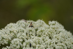 Pompilidae