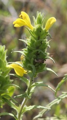 Bellardia trixago flaviflora