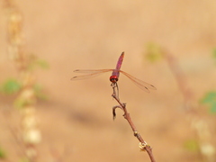 Trithemis annulata