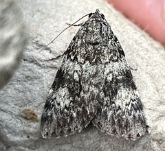 Catocala lineella