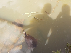 Phrynops geoffroanus