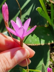 Hesperantha pauciflora