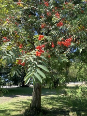 Sorbus aucuparia