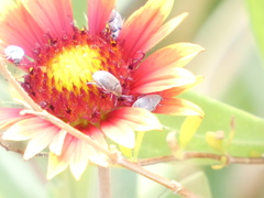 Bruchinae