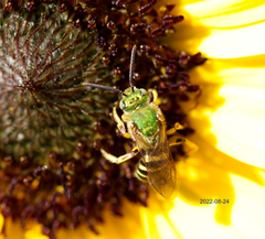 Agapostemon virescens